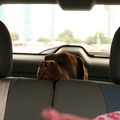 trunk monkee
